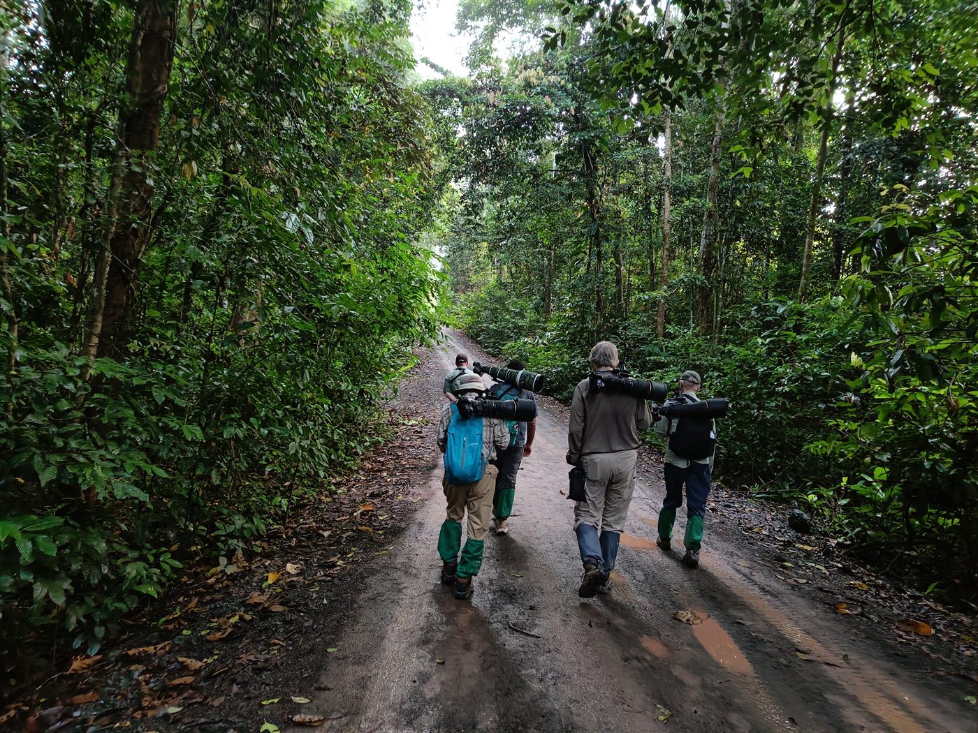 Into the rainforest